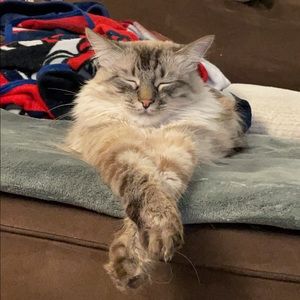 Meet your Posher, Maurice